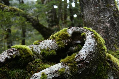 250+ Amazing Moss Photos · Pexels · Free Stock Photos