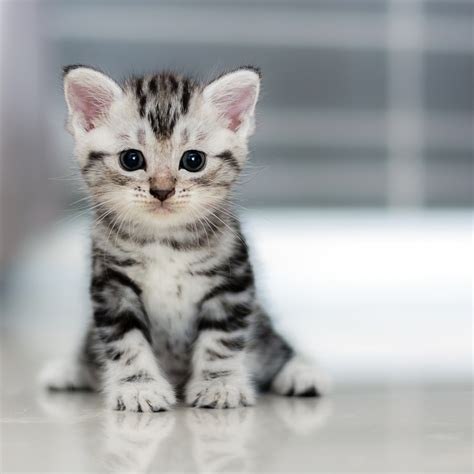 Kitten Season Brings a Major Challenge | San Diego Humane Society