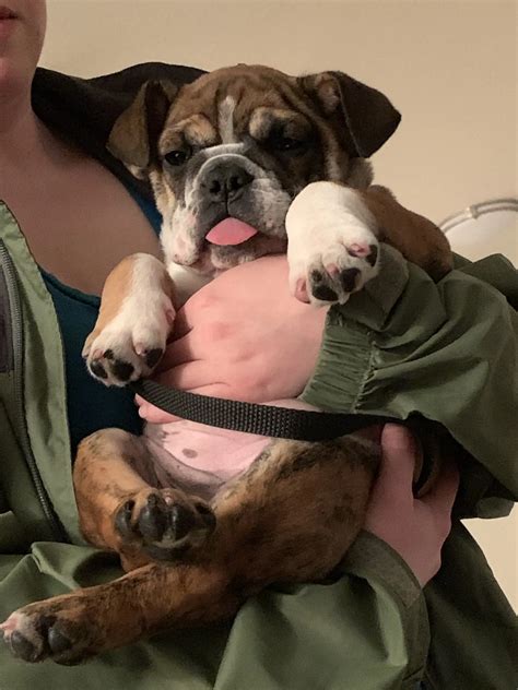 Discover more like Bulldogs: 12 week old Ellie is growing into her