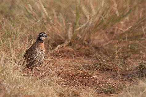 exploring nesting habitat  bobwhite quail  texas insights