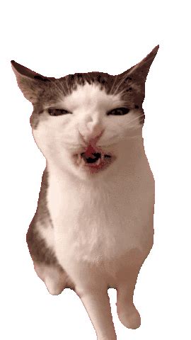 Gato Meme Meme - Gato Meme Foto - Discover & Share GIFs🌼 Descubra as ...