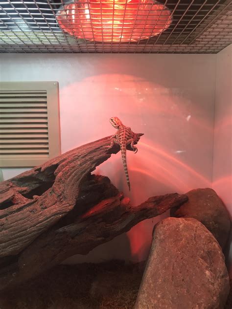 Beardie not eating, day 2 : r/reptiles