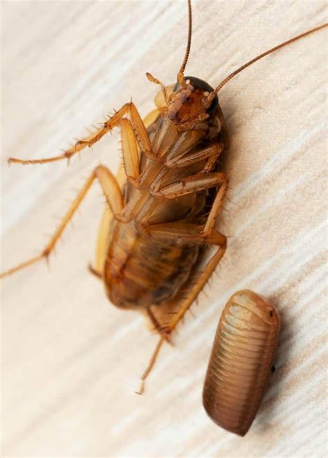 Cockroach Eggs: Homeowner Guide (16 Things: Size, Appearance, Hatch) 🪰 ...
