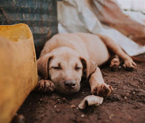 Why Dogs Eat Poop: Unraveling the Surprising Behavior | Dog Hugs Cat