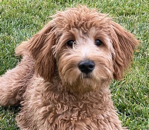 Goldendoodle: Rasseportrait | HUNTER Magazin