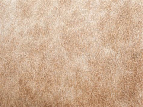 Cow skin background stock photo. Image of wallpaper, texture - 13575664