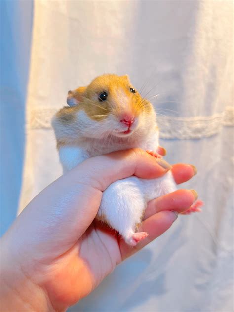 Fried Chicken : r/hamsters