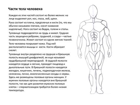 Пропорции тела человека. Задачи - презентация онлайн