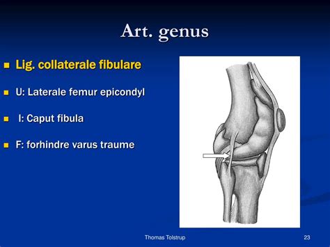 PPT - Art. genus PowerPoint Presentation, free download - ID:545425