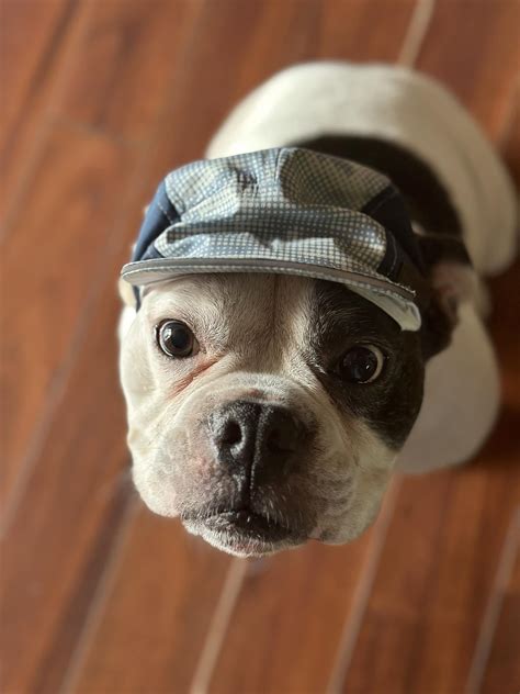 Izzy Belle - Defying The... - Izzy Belle - Defying The Stigma