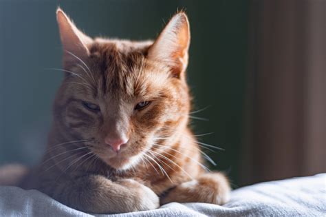 Squamous Cell Carcinoma in Cats - Symptoms, Treatment, and Prevention