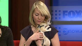 RACHEL FRANK: Baby Foxes On FOX!