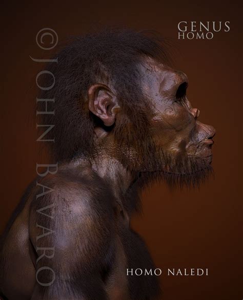 17 Best images about getting to Homo sapiens on Pinterest | Caves ...