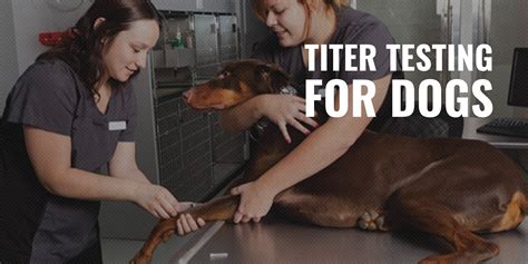Titer Testing for Dogs – Definition, Cost, Different Types & FAQs