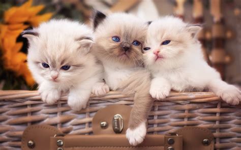 Fluffy Kittens Wallpaper