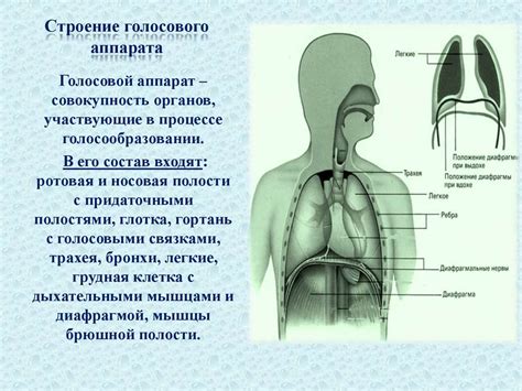 Механизм звукообразования в процессе пения - презентация онлайн