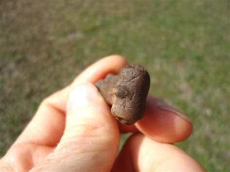 Choice Extinct Armadillo Metapodial | Xenarthra | FOSSILS | Prehistoric ...