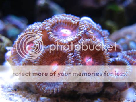 Fish Tank Photos | Fishing - Fishwrecked.com - Fishing WA. Fishing ...