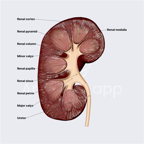 Kidney Diagram Labeled