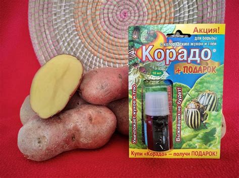 "Корадо" против колорадского жука на картофеле: инструкция по применению
