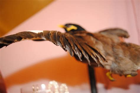 Drop Dead Gorgeous Taxidermy