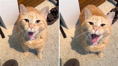 Orange Cat Hilariously Lip-Syncs the Angsty Linkin Park Song 'What I've ...