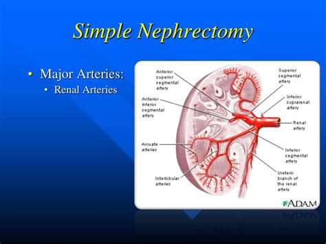 PPT - GU Procedures Operative Sequence PowerPoint Presentation, free ...