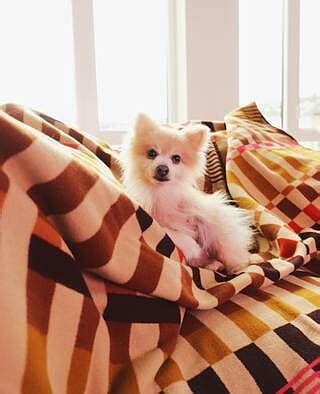 Schoolhouse x Pendleton® Canebrake Wool Blanket