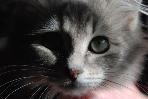 Cute shadow kitten by 13lexwolf on DeviantArt