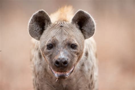 Hyena Social Structure – Sopriza