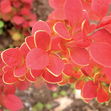 Berberis Orange Sunrise – 247plants
