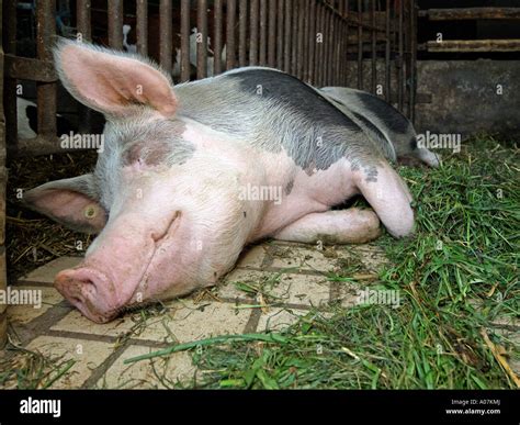 Piétrain pig lazy pig sleeping pig in a sty pigsty Stock Photo: 9906977 ...