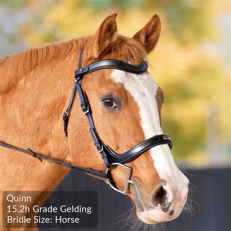 bridle total saddle fit