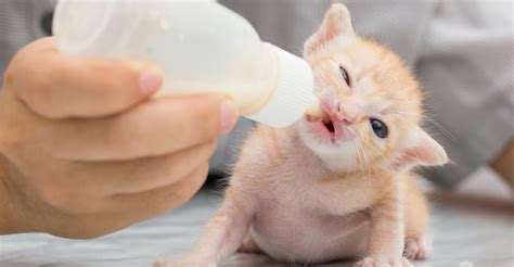 Kitten Feeding Chart: From Birth To Senior Years