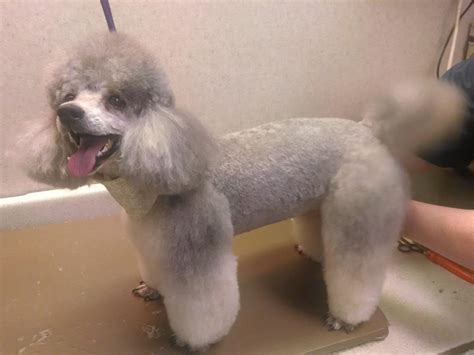 Tosa De Poodle Macho - Tosa de Poodle: 10 tipos 🐶 - COM FOTOS!