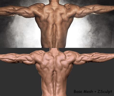 artstation  muscles anatomy