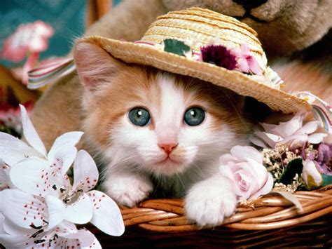 🔥 [152+] Funny Kitten Wallpapers | WallpaperSafari