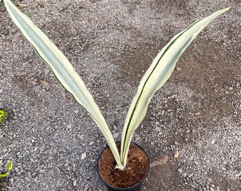 Beauty Queen sansevieria snake Plant - Etsy