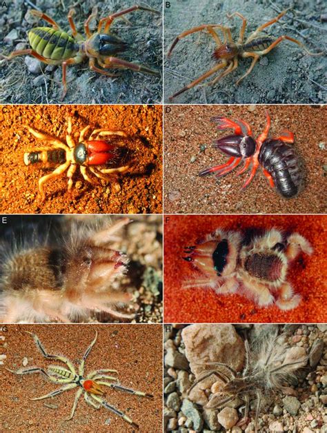 camel spider variety image eurekalert science news releases