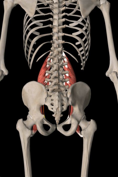 Psoas and Piriformis - Two Pain-causing P's - GFR || Greenville Fitness ...