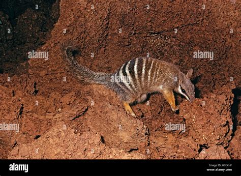 Numbat hi-res stock photography and images - Alamy