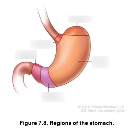 7.8 Regions of Stomach Diagram | Quizlet