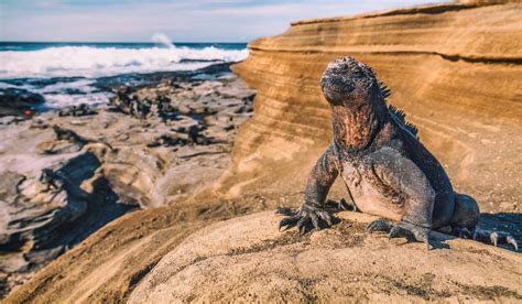 ¿Qué ver en las Islas Galápagos? | Civitatis Magazine