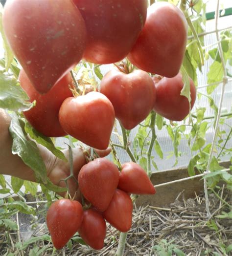 Томат Дедушкино петушиное перышко: описание сорта, ОТЗЫВЫ (7) tomatland.ru