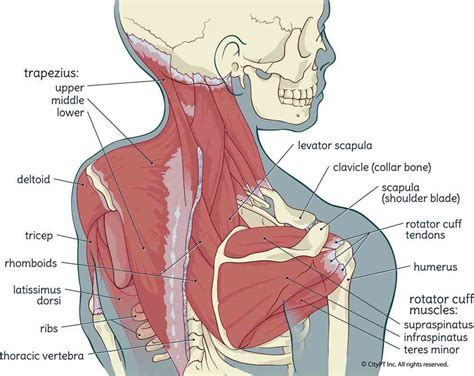 neck muscles  tendons