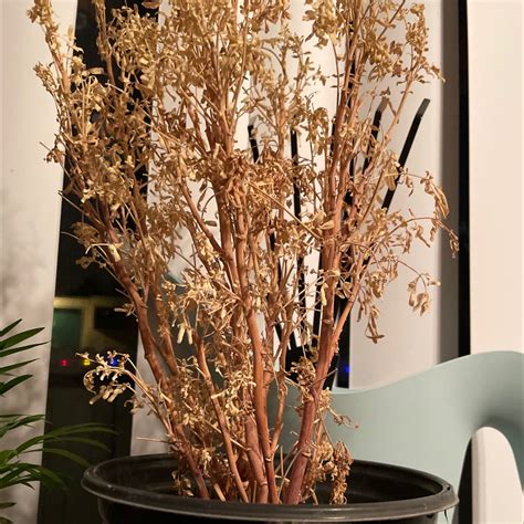 sunlight   common rue