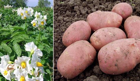 Картофель Жуковский: описание сорта, посадка, уход, отзывы