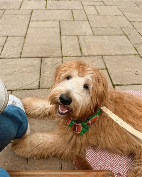 Goldendoodles