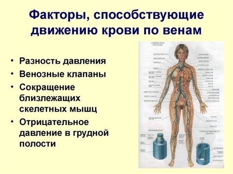 Кровообращение. (Тема 3.2) - презентация онлайн
