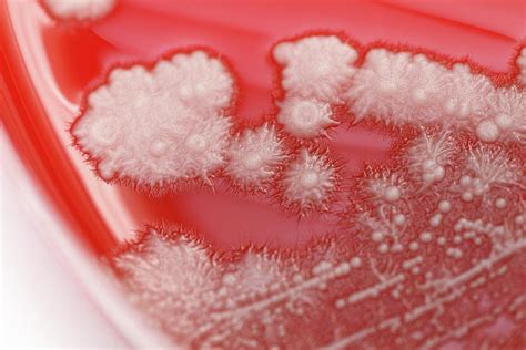 Candida Albicans